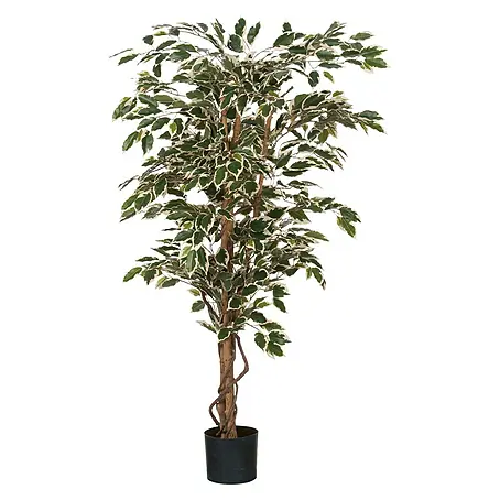 Ficus benjamina