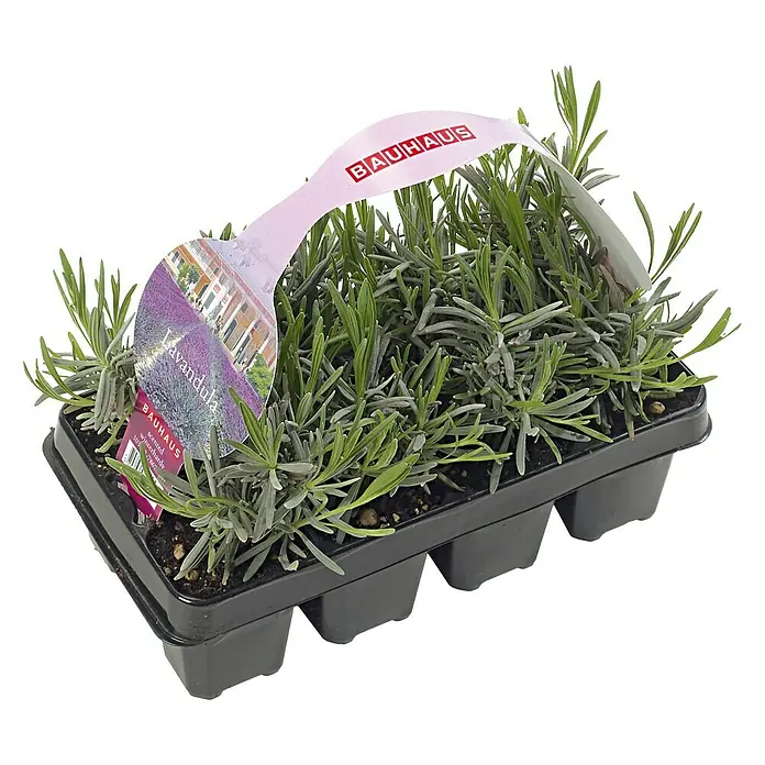 Piardino Lavendel - Lavendula angustifolium, 8er-Pack