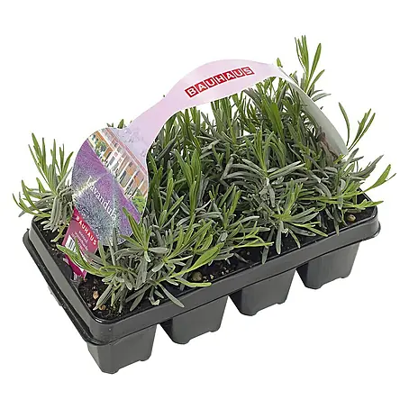 Piardino  Lavendel