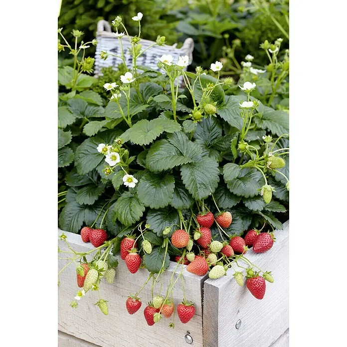 Erdbeere - Div. Sorten Asia, Rosana, Mara de Bois, etc., Erntezeit: Juni - Juli