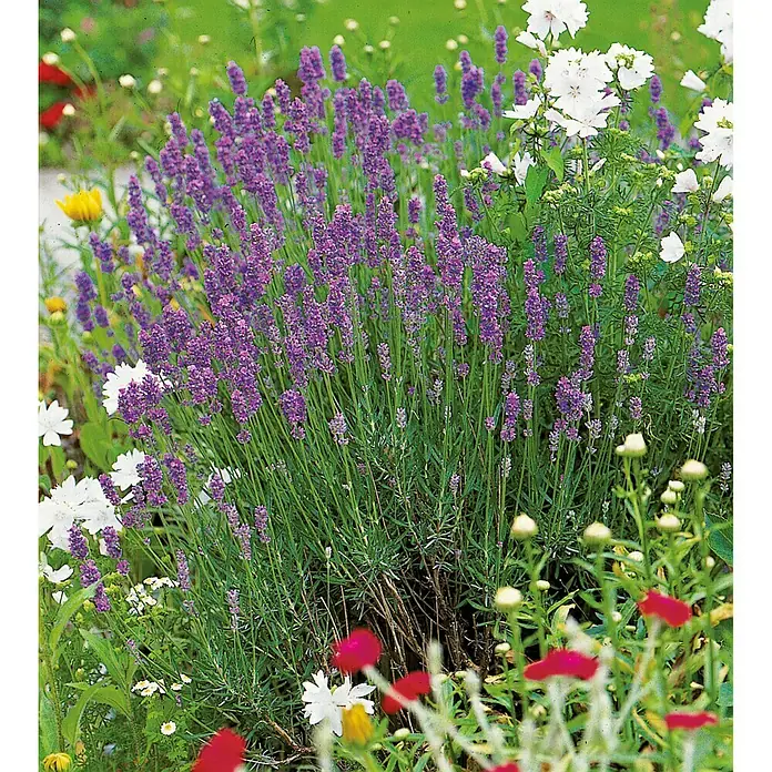 Piardino Lavendel - Lavendula angustifolium, 8er-Pack