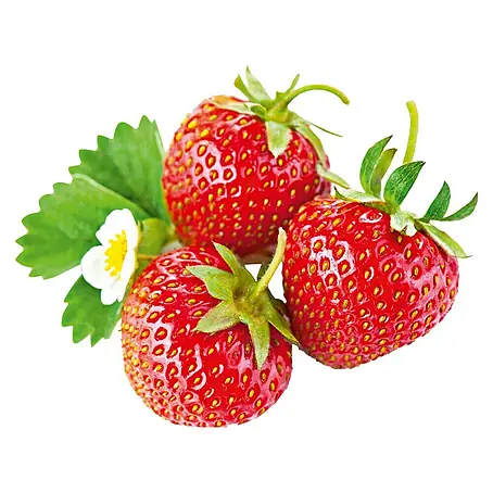 Erdbeere