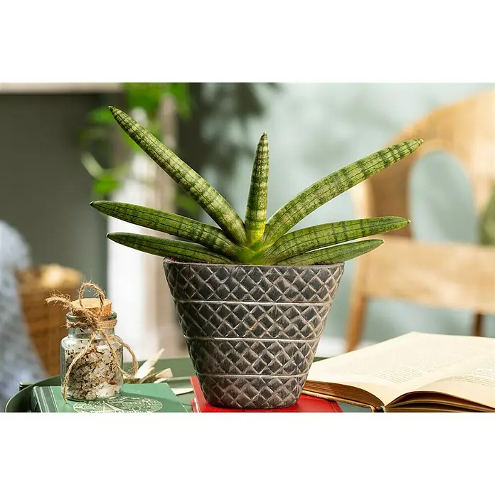 Piardino Bogenhanf - Sanseveria Cylindrica, Grün/Weiß - Stimmungsaufnahme