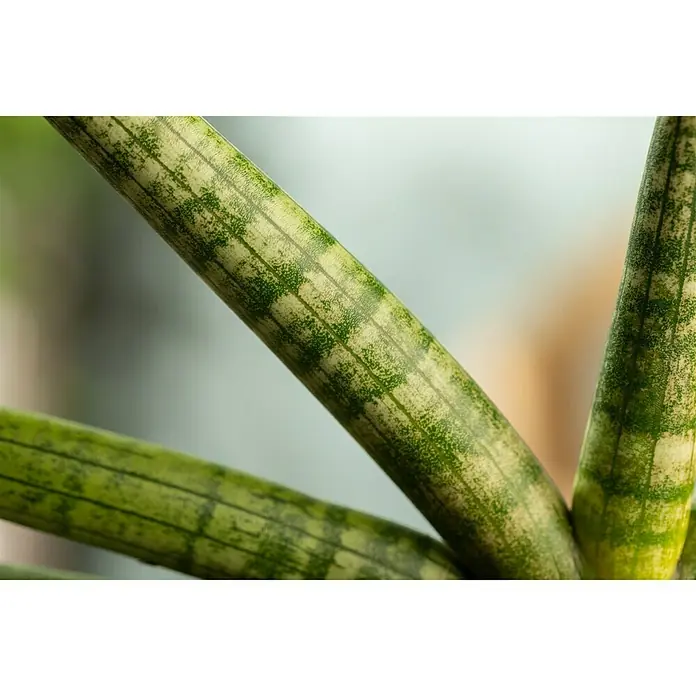 Piardino Bogenhanf - Sanseveria Cylindrica, Grün/Weiß - Detailaufnahme