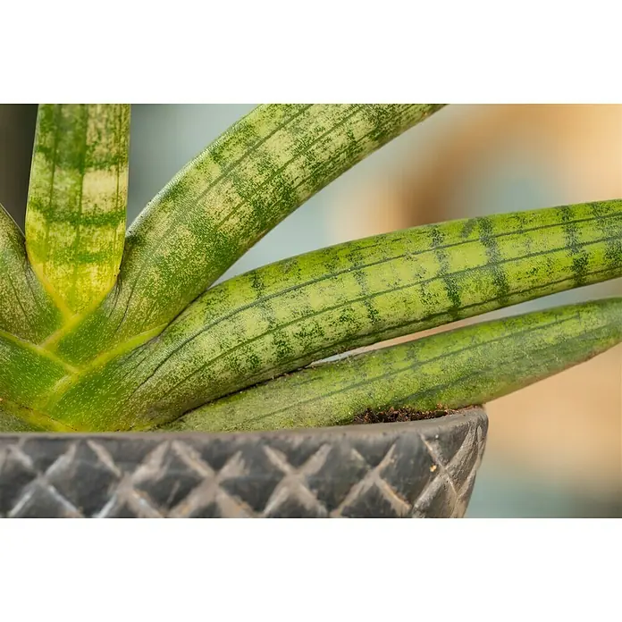 Piardino Bogenhanf - Sanseveria Cylindrica, Grün/Weiß - Detailaufnahme