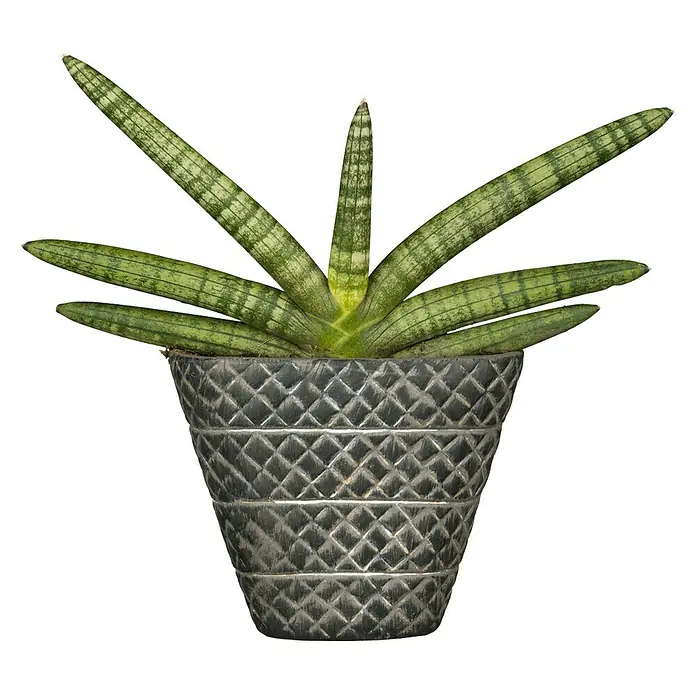 Piardino Bogenhanf - Sanseveria Cylindrica, Grün/Weiß - Vorderansicht