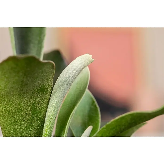 Piardino Pflanzen-Mix Farn - Topfgröße: 17 cm - Detailaufnahme