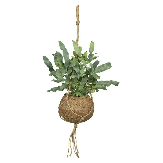 Piardino Pflanzen-Mix Farn - Topfgröße: 17 cm - Vorderansicht