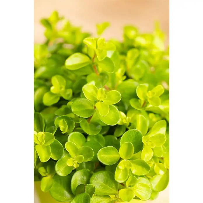 Piardino Zwergpfeffer - Peperomia rotundifolia, Topfgröße: 12 cm - Detailaufnahme