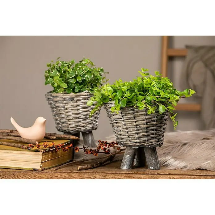 Piardino Zwergpfeffer - Peperomia rotundifolia, Topfgröße: 12 cm - Stimmungsaufnahme