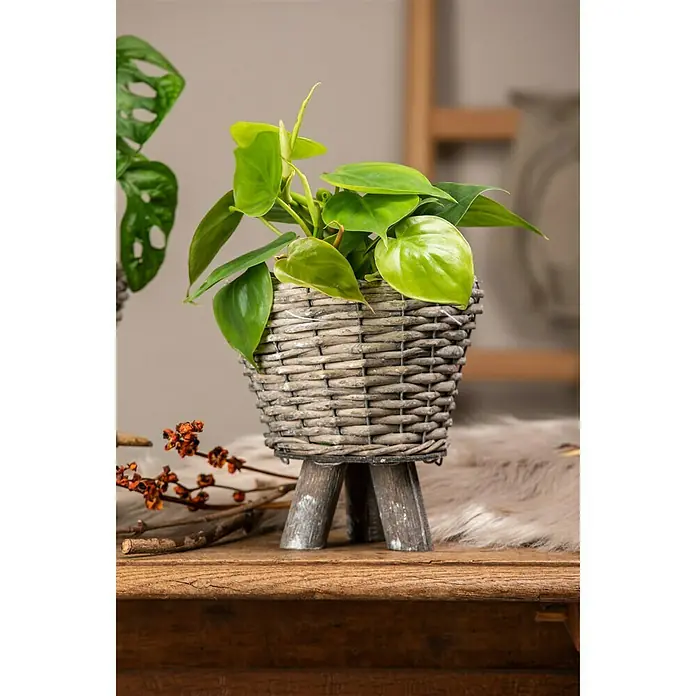 Piardino Baumfreund - Topfgröße: 12 cm - Stimmungsaufnahme