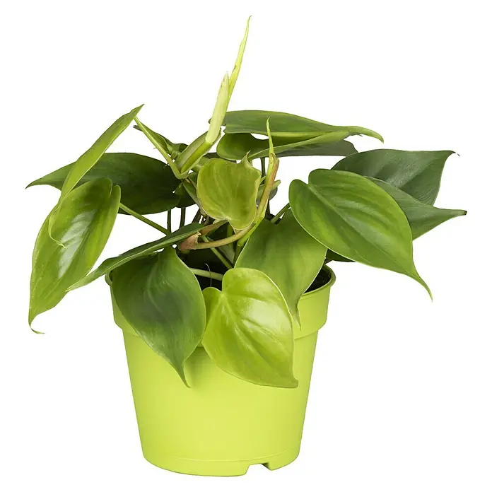 Piardino Baumfreund - Topfgröße: 12 cm - Vorderansicht