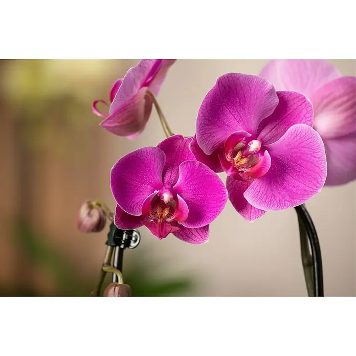 Piardino Schmetterlingsorchidee - Phalaenopsis Hybride, Topfgröße: 12 cm, Sortenabhängig - Detailaufnahme