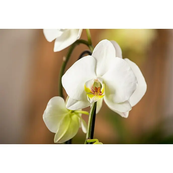 Piardino Schmetterlingsorchidee - Phalaenopsis Hybride, Topfgröße: 12 cm, Sortenabhängig - Detailaufnahme