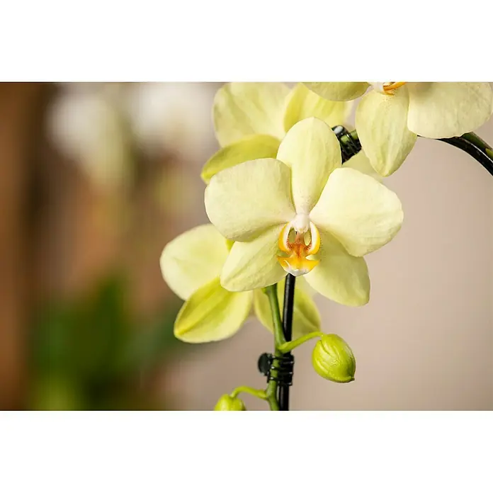 Piardino Schmetterlingsorchidee - Phalaenopsis Hybride, Topfgröße: 12 cm, Sortenabhängig - Detailaufnahme