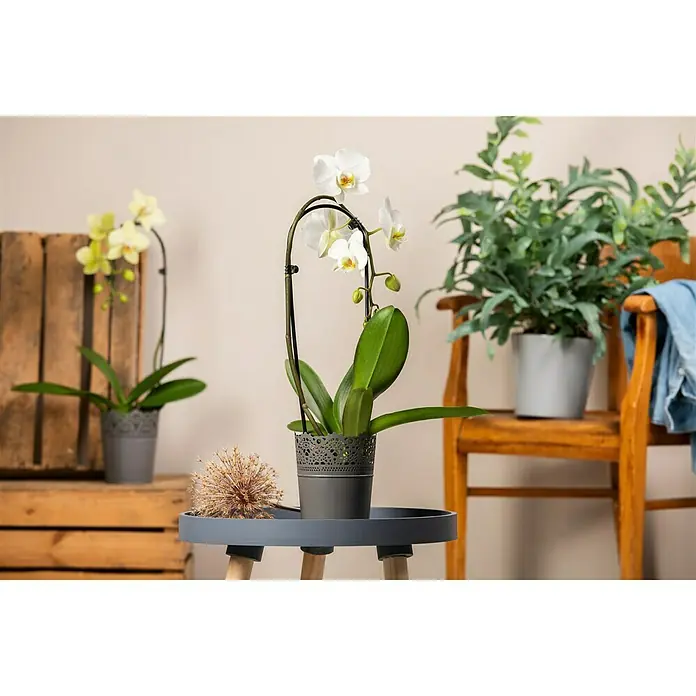 Piardino Schmetterlingsorchidee - Phalaenopsis Hybride, Topfgröße: 12 cm, Sortenabhängig - Stimmungsaufnahme