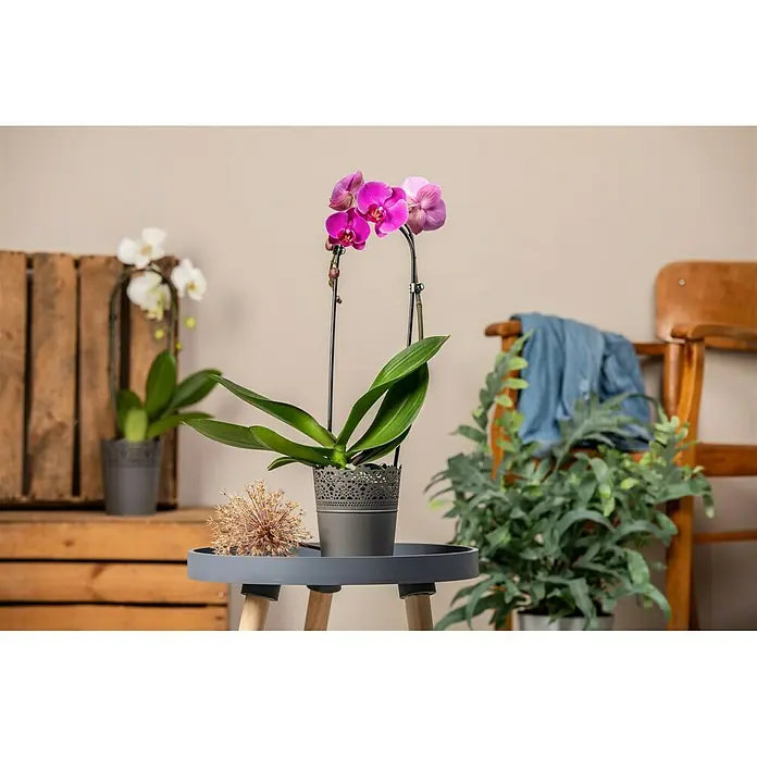Piardino Schmetterlingsorchidee - Phalaenopsis Hybride, Topfgröße: 12 cm, Sortenabhängig - Stimmungsaufnahme