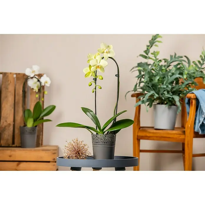 Piardino Schmetterlingsorchidee - Phalaenopsis Hybride, Topfgröße: 12 cm, Sortenabhängig - Stimmungsaufnahme