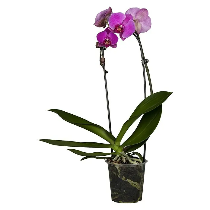 Piardino Schmetterlingsorchidee - Phalaenopsis Hybride, Topfgröße: 12 cm, Sortenabhängig - Vorderansicht