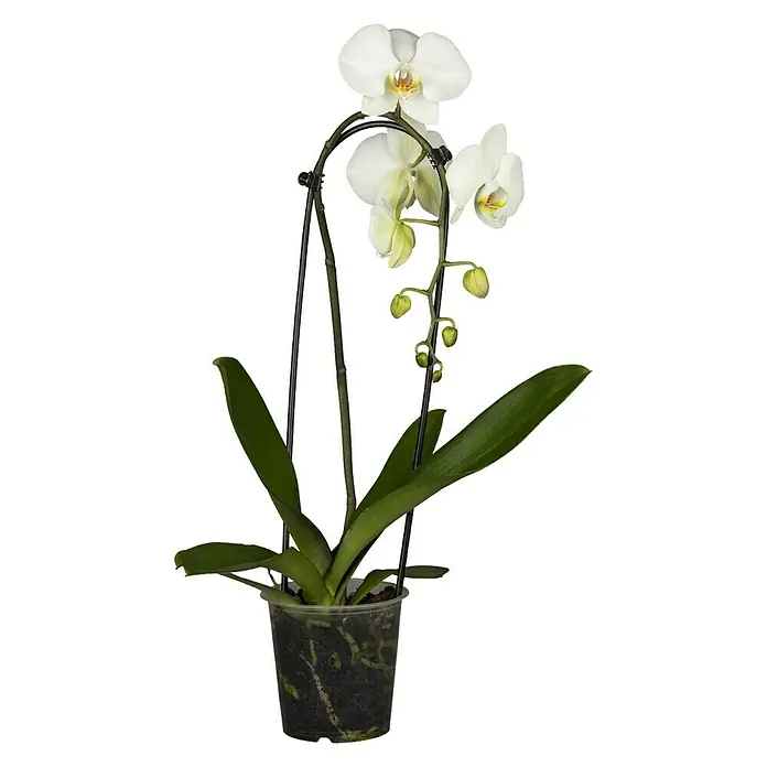 Piardino Schmetterlingsorchidee - Phalaenopsis Hybride, Topfgröße: 12 cm, Sortenabhängig - Vorderansicht