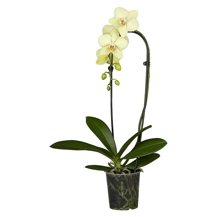 Piardino Schmetterlingsorchidee - Phalaenopsis Hybride, Topfgröße: 12 cm, Sortenabhängig - Vorderansicht