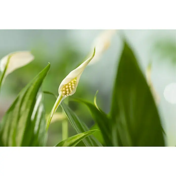 Piardino Einblatt in Keramikschale - Spathiphyllum floribundum , Topfgröße: 25 cm, Blütenfarbe: Weiß - Detailaufnahme