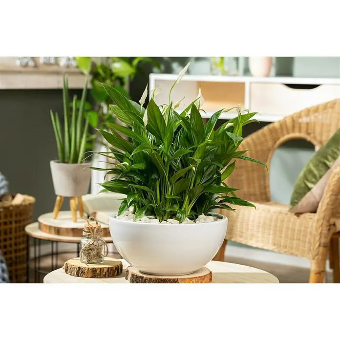 Piardino Einblatt in Keramikschale - Spathiphyllum floribundum , Topfgröße: 25 cm, Blütenfarbe: Weiß - Stimmungsaufnahme