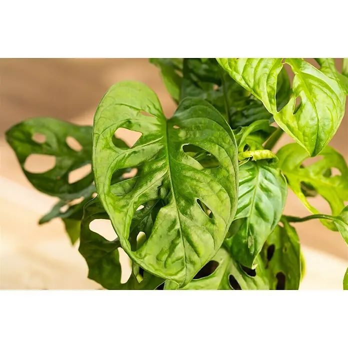 Piardino Fensterblatt - Monstera obliqua 'Monkey Leaf', Topfgröße: 12 cm - Detailaufnahme