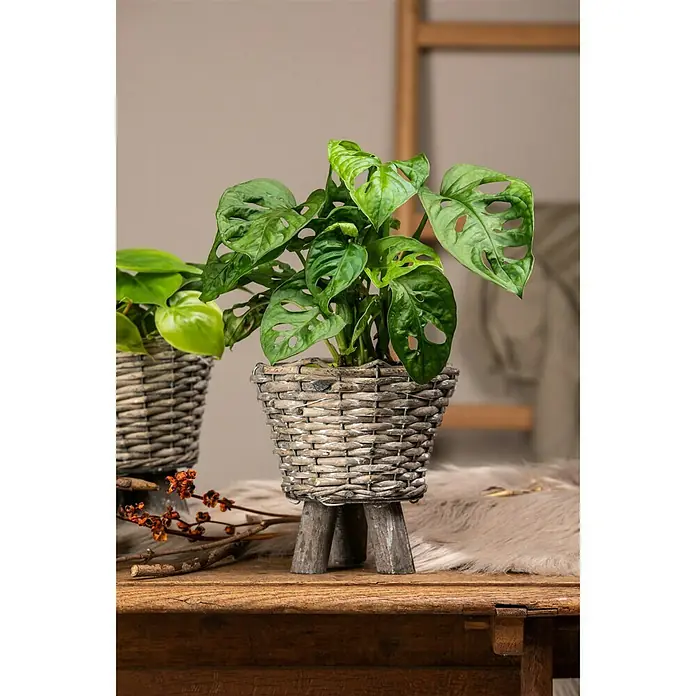 Piardino Fensterblatt - Monstera obliqua 'Monkey Leaf', Topfgröße: 12 cm - Stimmungsaufnahme