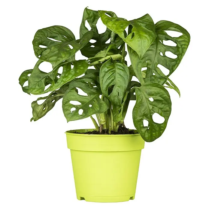Piardino Fensterblatt - Monstera obliqua 'Monkey Leaf', Topfgröße: 12 cm - Vorderansicht
