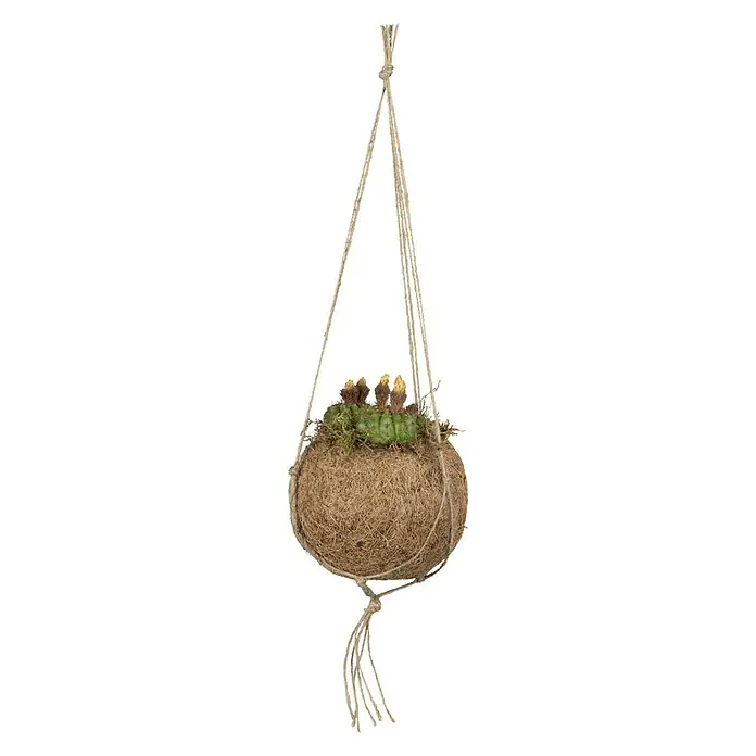 Piardino Kaktus Kokodama - Cactus, Topfgröße: 10 cm - Vorderansicht