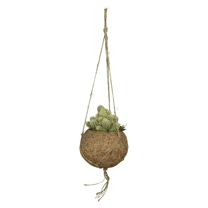 Piardino Kaktus Kokodama - Cactus, Topfgröße: 10 cm - Vorderansicht