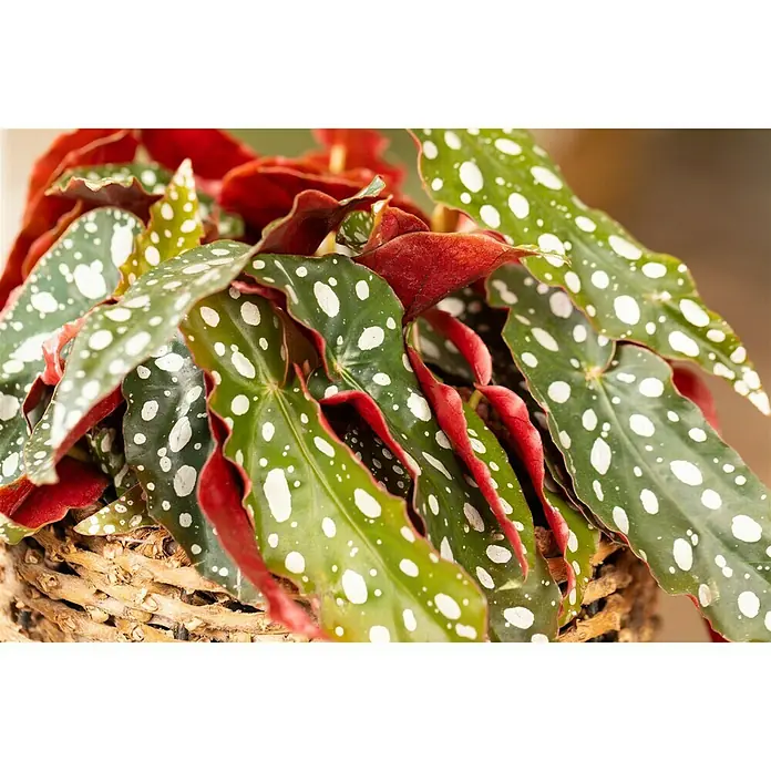 Piardino Forellenbegonie - Begonia maculata, Topfgröße: 12 cm, Weiß - Detailaufnahme