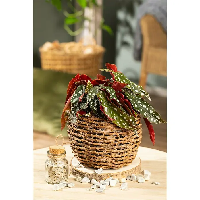 Piardino Forellenbegonie - Begonia maculata, Topfgröße: 12 cm, Weiß - Stimmungsaufnahme