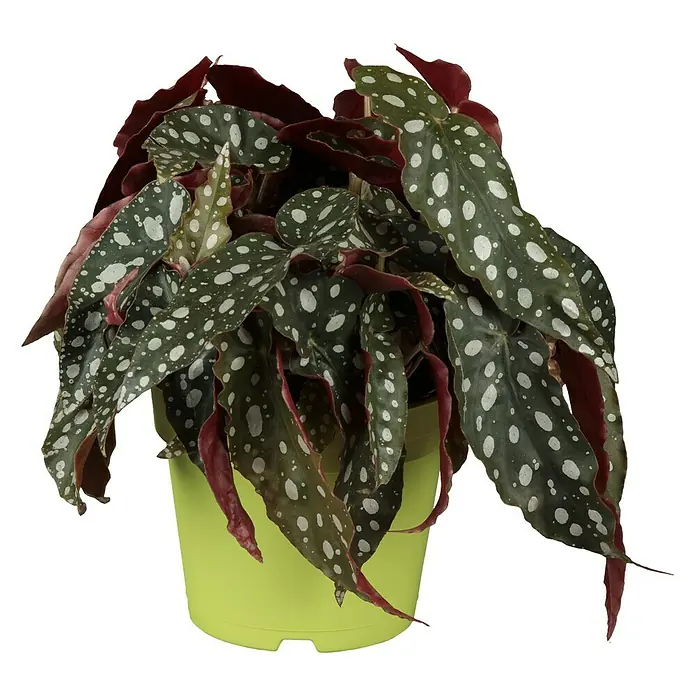 Piardino Forellenbegonie - Begonia maculata, Topfgröße: 12 cm, Weiß - Vorderansicht
