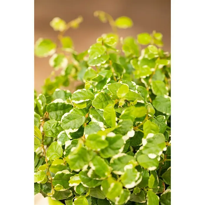 Piardino Kletterfeige White Sunny - Ficus pumila 'White Sunny', Grün/Weiß - Detailaufnahme