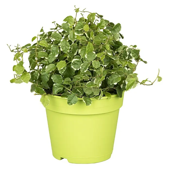 Piardino Kletterfeige White Sunny - Ficus pumila 'White Sunny', Grün/Weiß - Vorderansicht