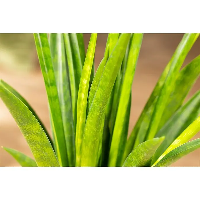 Bogenhanf Kirkii - Sanseviera kirkii, Topfgröße: 12 cm, Grün - Detailaufnahme