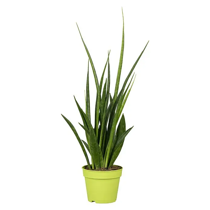 Bogenhanf Kirkii - Sanseviera kirkii, Topfgröße: 12 cm, Grün - Vorderansicht