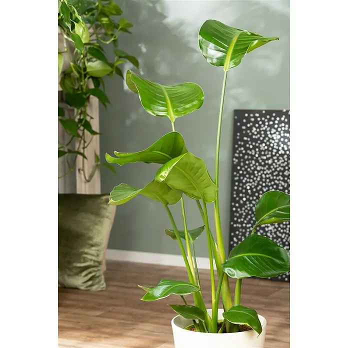 Baumstrelitzie - Strelitzia nicolai, Topfgröße: 21 cm - Stimmungsaufnahme
