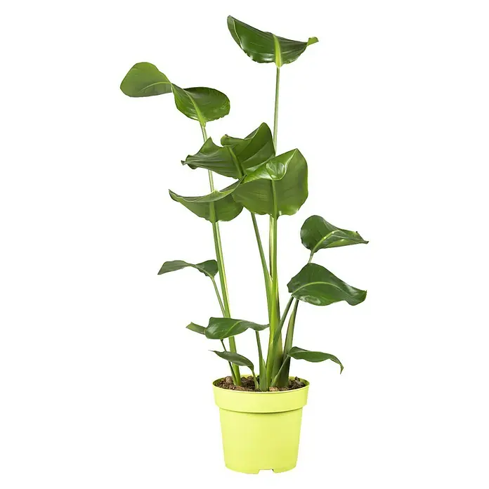 Baumstrelitzie - Strelitzia nicolai, Topfgröße: 21 cm - Vorderansicht