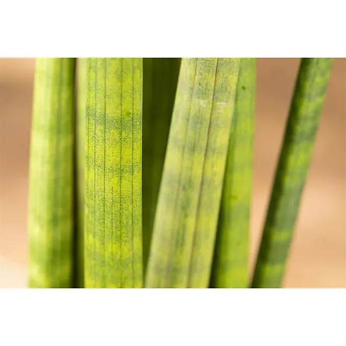 Bogenhanf Skyline - Sansevieria cylindrica 'Rocket', Topfgröße: 12 cm, Grün/Weiß - Detailaufnahme