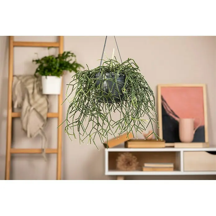 Piardino Rutenkaktus - Rhipsalis pilocarpa, Topfgröße: 18 cm - Stimmungsaufnahme