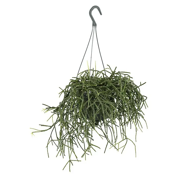 Piardino Rutenkaktus - Rhipsalis pilocarpa, Topfgröße: 18 cm - Vorderansicht