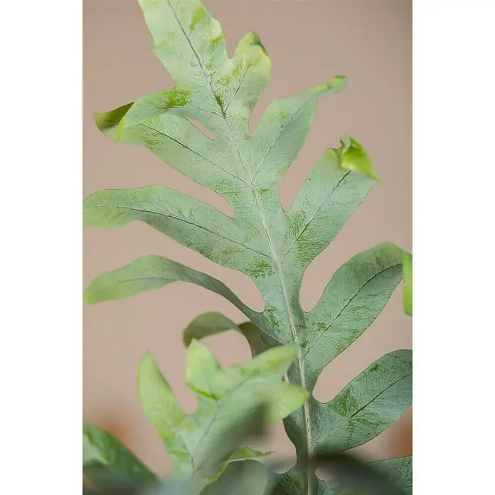 Piardino Goldtüpfelfarn - Phebodium aureum, Topfgröße: 18 cm - Detailaufnahme