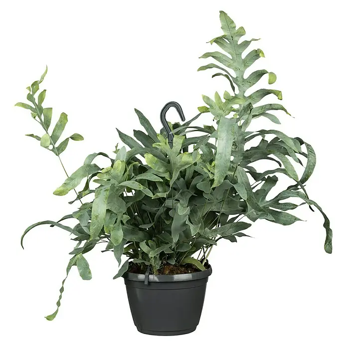 Piardino Goldtüpfelfarn - Phebodium aureum, Topfgröße: 18 cm - Vorderansicht