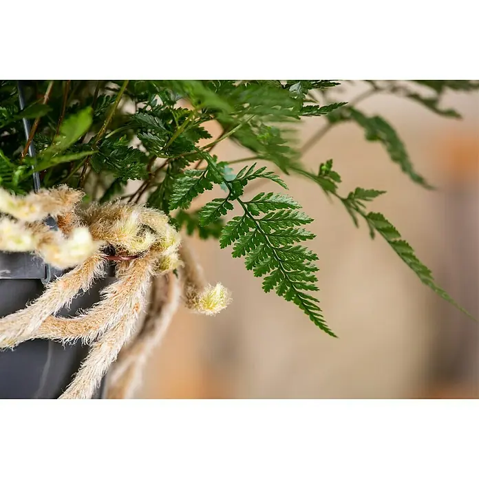 Hasenpfotenfarn - Humata tyermannii, Topfgröße: 18 cm - Detailaufnahme