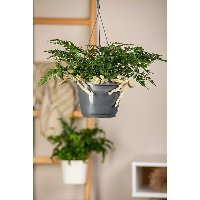 Hasenpfotenfarn - Humata tyermannii, Topfgröße: 18 cm - Stimmungsaufnahme
