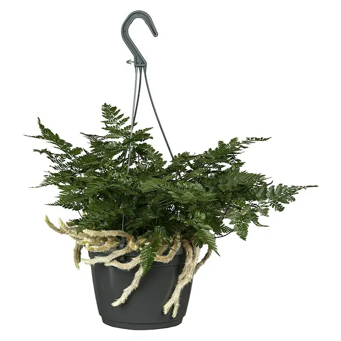 Hasenpfotenfarn - Humata tyermannii, Topfgröße: 18 cm - Vorderansicht