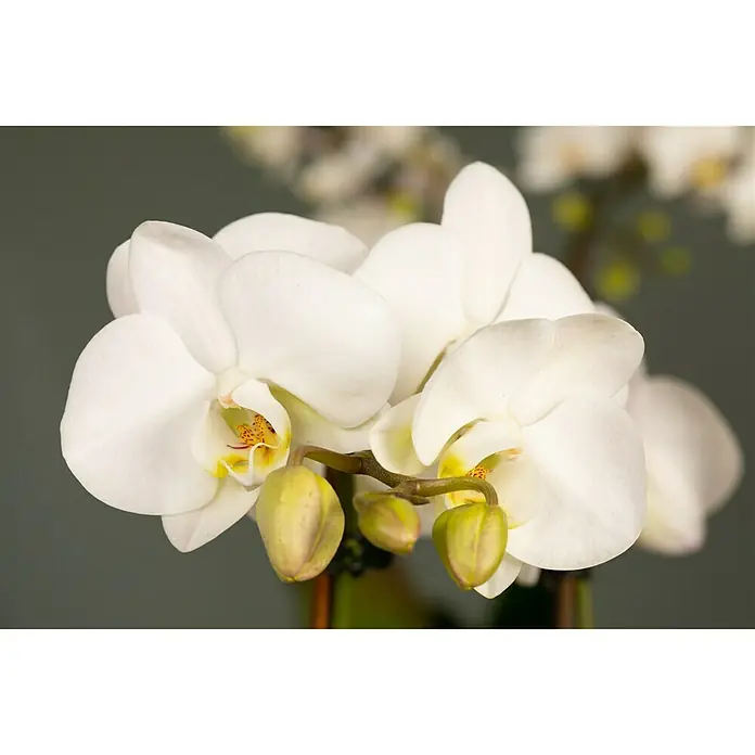 Piardino Schmetterlingsorchidee in Keramik - Phalaenopsis Hybriden, Topfgröße: 9 cm, Weiß/Rosa - Detailaufnahme
